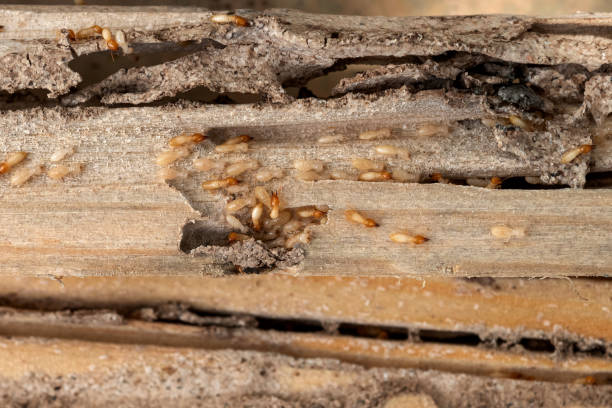 Best Local Pest Control Services  in Stamford, TX
