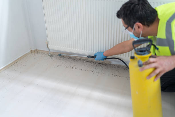 Best Wasp Removal Services  in Stamford, TX